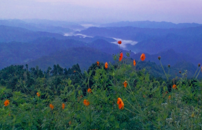 Many flowers background beautiful valley, mist in valley.