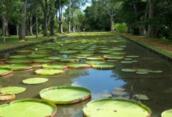 Mauritius Honeymoon Tour