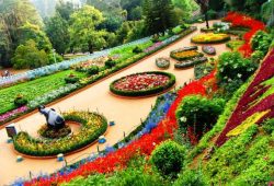 Ooty Kodai Honeymoon Tour