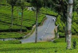 Ooty Kodai Honeymoon Tour